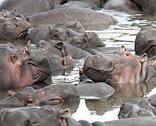 Kenya Great Rift Valley Lakes Safari - Lake Naivasha Hippos