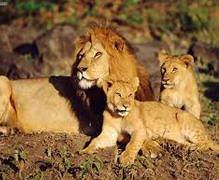 Masai Mara Kenya safari - Lion pride resting